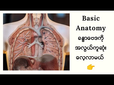 ​Basic Anatomy (ခန္ဓာဗေဒ)