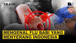 Mengenal Flu Babi Afrika yang Menyerang Indonesia - Asumsi Flash