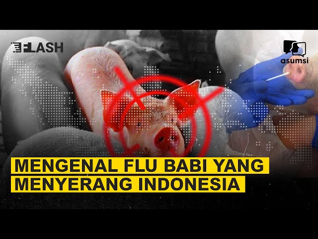 Mengenal Flu Babi Afrika yang Menyerang Indonesia - Asumsi Flash class=