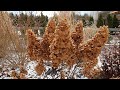 Winter is here plus protecting zone 6 plants in my zone 5 garden