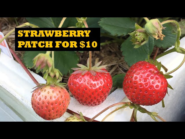 How To Start a Strawberry Patch For Less Than $10 class=