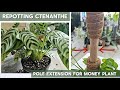 Repotting fishbone prayer plant and extending the pole of global green pothos