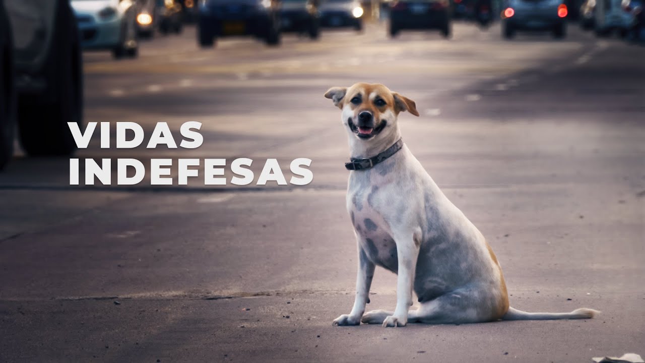 🐾 VIDAS INDEFESAS - Não abandone seu animal de estimação! 🐾