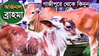 অর্জিনাল ব্রাহমা বাচ্চা কিনতে পারেন গাজীপুর থেকে dynamic agro brahma cow