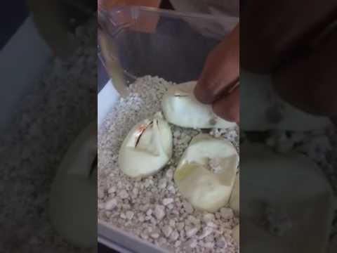 camera iphone 8 plus apk My very first clutch cut