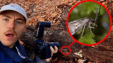 Beginner tries ULTRA Macro Photography