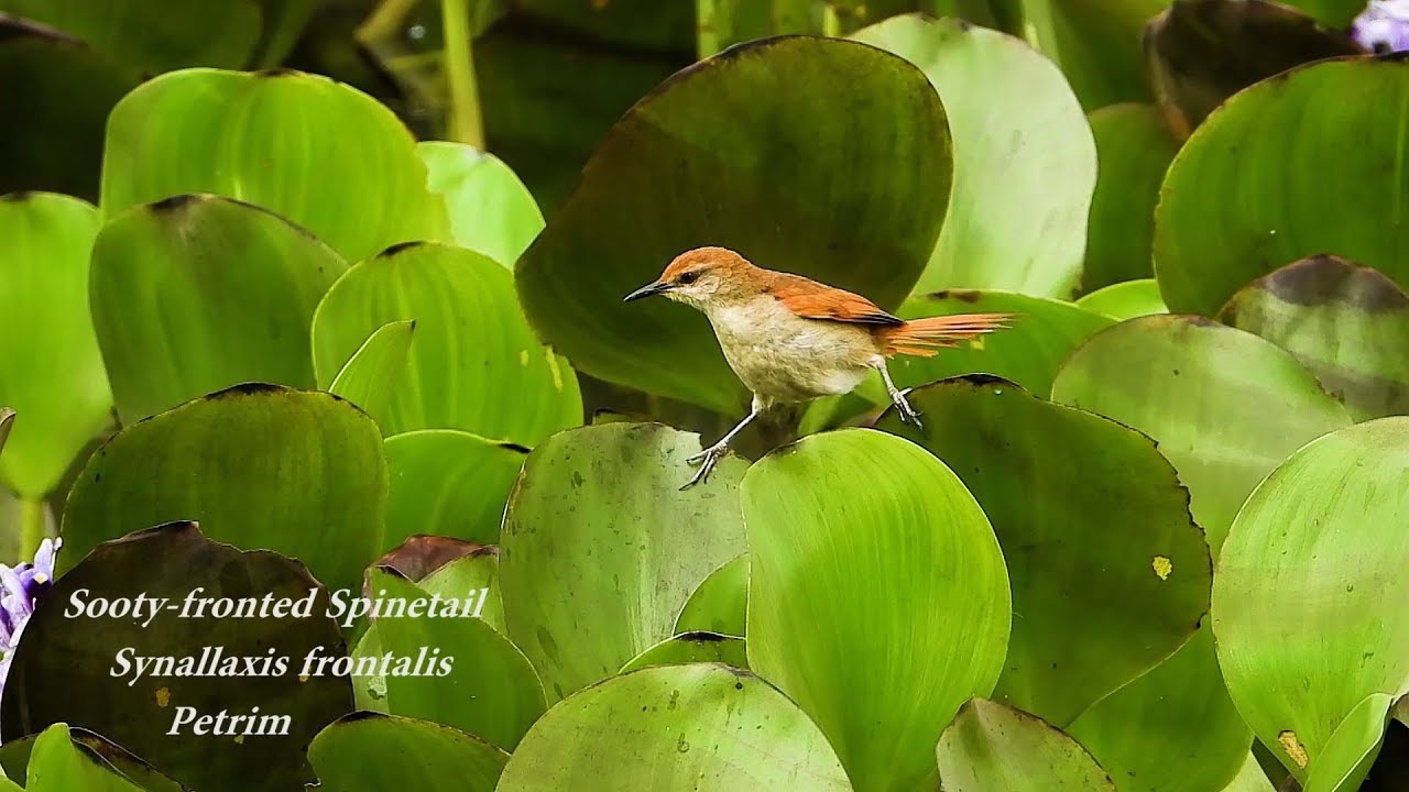 Sooty-fronted Spinetail, Looking for food on water hyacinths