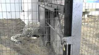 アクバルに仕掛けるユッコ(円山動物園 ユキヒョウ)