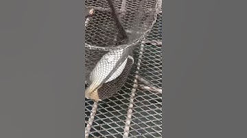 Chép khủng sông Thái Bình - Câu lục cạnh lồng bè nuôi cá #viralvideo #trend #câucásông