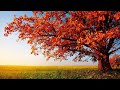 1 HOURS of 4K Enchanting Autumn Nature Scenes🍂  Relaxing Piano Music For Stress Relief🍂 Gentle Music