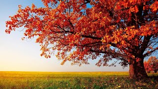 1 HOURS of 4K Enchanting Autumn Nature Scenes🍂  Relaxing Piano Music For Stress Relief🍂 Gentle Music