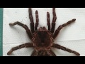 Продолжительность жизни у самок пауков птицеедов на примере Lasiodora parahybana