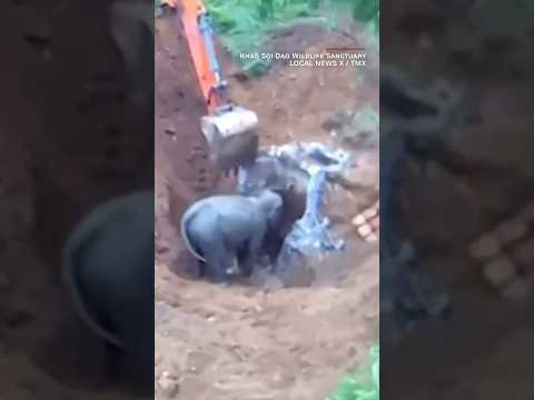 Video: Pet Scoop: Baby Elephant zachránil od dobře, dotýkat se terapie psa Video jde Virová