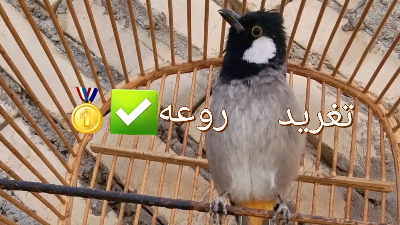 تغريد بلبل فحل تخريج عدل👍سمع بلابك صح✅️🥇