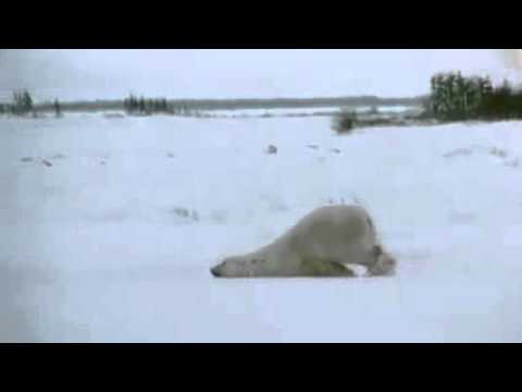 Funny Polar Bear Lazy Walk on Snow