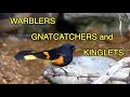 Warblers, Gnatcatchers, Kinglets: Feisty Birds [NARRATED]