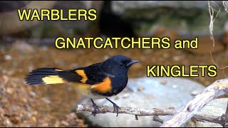 Warblers, Gnatcatchers, Kinglets: Feisty Birds [NARRATED]