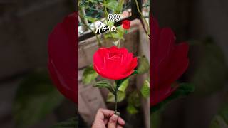 Aesthetic Rose With Ribbon .