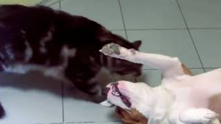 Cat vs Dog by Catagious 1 view 4 years ago 2 minutes, 7 seconds