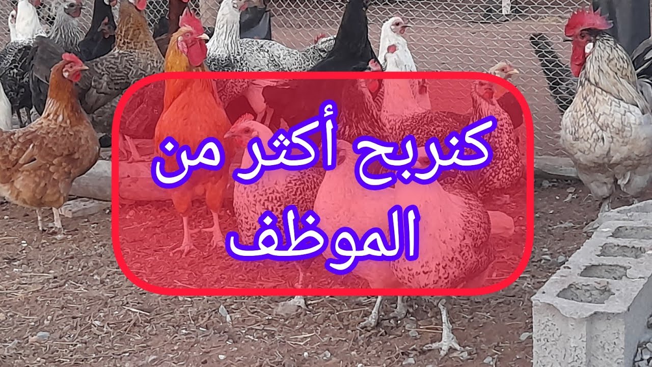 من مشروعي ديال الدجاج🐓كنربح أكثر من الموظف 👌 بالدليل
