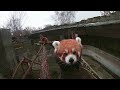 Красная панда находит камеру 🐼🔥