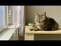実家で一人暮らしをしていた猫（ミコ）の穏やかな日常