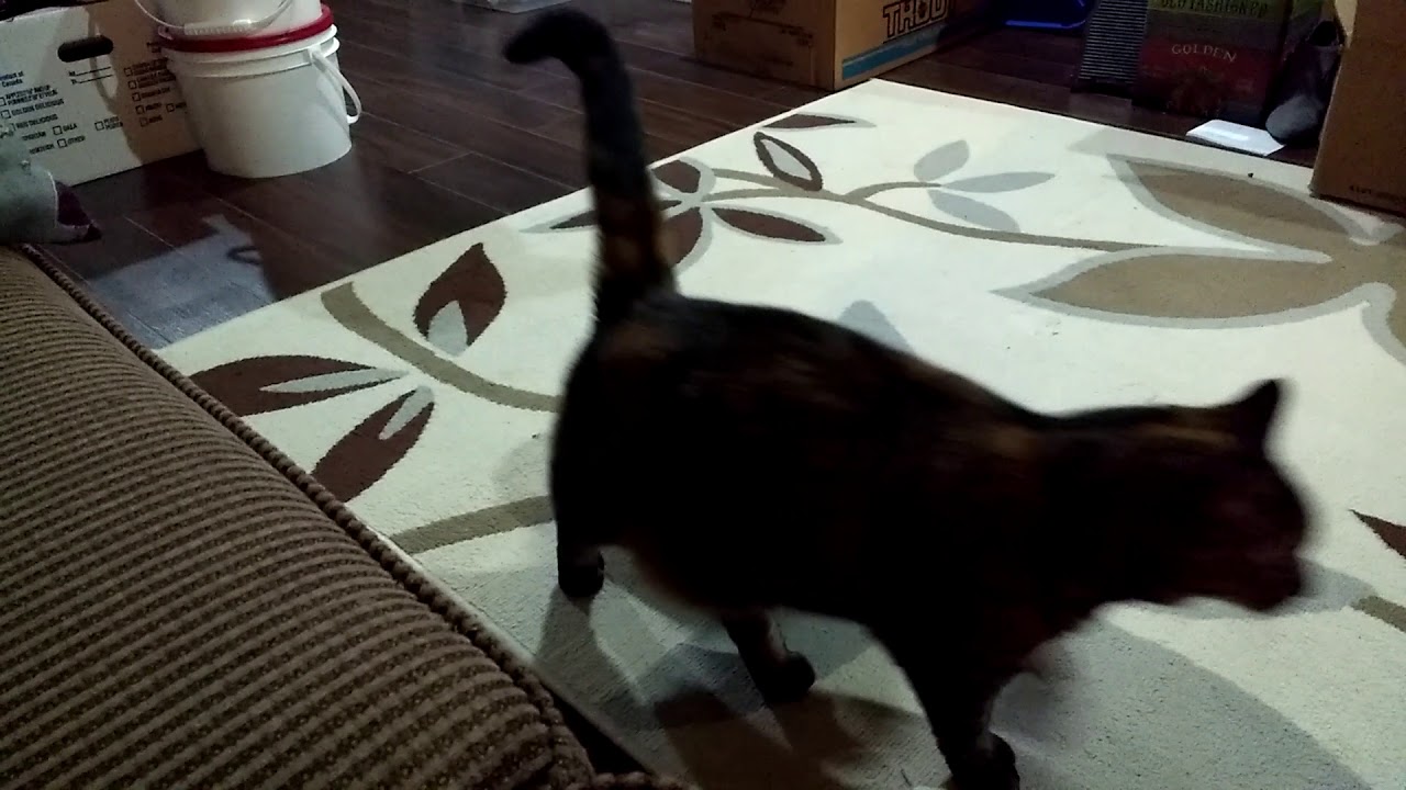 2 lb bunny not afraid of angry cat 