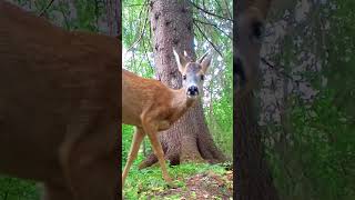 Curious #roe buck sniffs at #trailcam  #spring #animals #shorts #shorts #funny #closeup