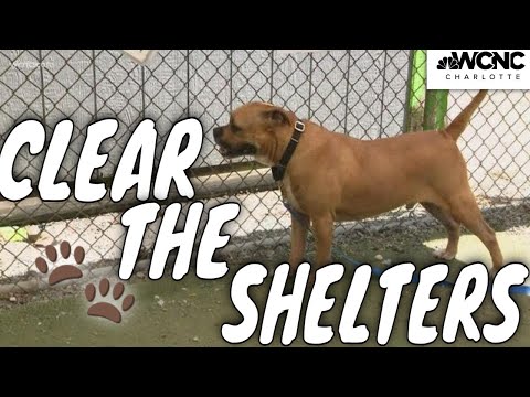 Video: Clear The Shelters-campagne Helpt Shelter Pets Forever Homes Te Vinden