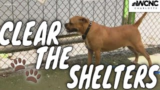 Clear the Shelters: Matching adoptable pets with the right homes
