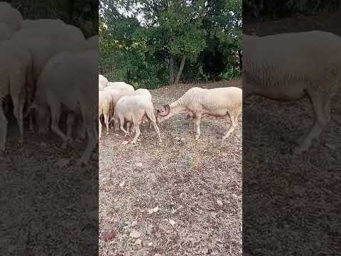 KOÇ İLE KOYUNUN ÇİFTLEŞMESİ #koyun#koç#çiftleşme#kuzucuk#sheep#farmanimals#mera