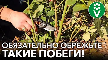 КАК ОБРЕЗАТЬ РОЗЫ НА ЗИМУ? При такой обрезке розы не вымерзнут!
