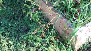 Collecting Asparagus Seeds From My Back To Eden Raised Bed Garden! I Want More Asparagus!