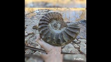 Digging up ammonites in North Texas