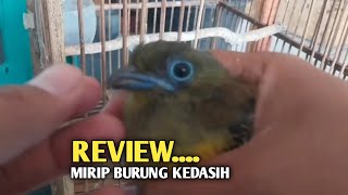 REVIEW. Burung luntur bulu sayap lepas sebelah belum makan vour harganya 50ribu