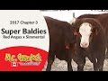 Super baldie  red angus x simmental  calving ease bulls for sale in saskatchewan in 2017