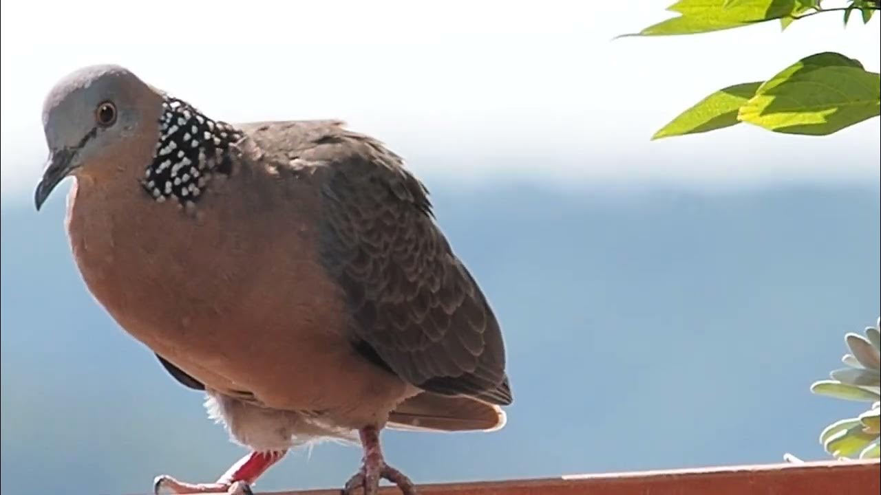 珠頸斑鳩 Spotted dove Pregnant Bird? YouTube