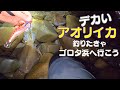 エギング編：晩秋のゴロタ浜！数はでないがデカい奴は居る！