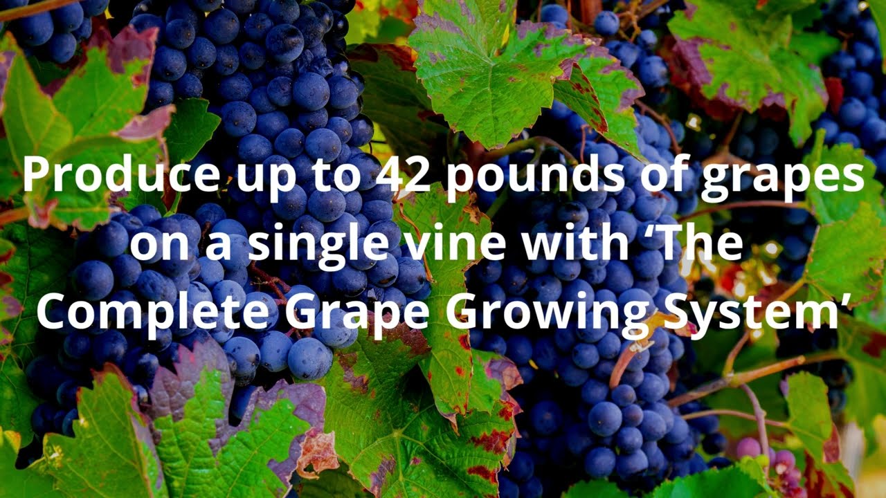 Complete Grape Growing  System 