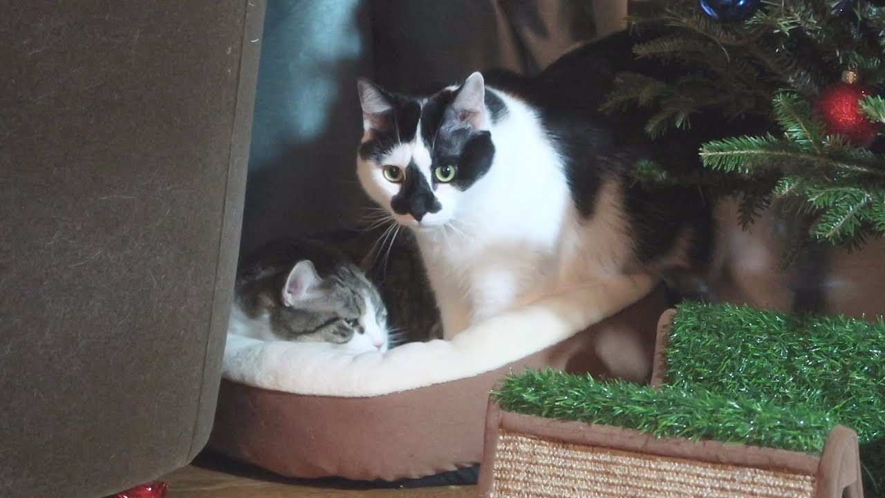funny cats sleeping in weird positions compilation 2014 funnyplox Boo Year 2 # 93 - Christmas Eve For The Cats With Mega Epic Christmas Mail Time