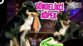 Ev Temizliği Yapan Yetenekli Köpek Cash Yetenek Sizsiniz Türkiye