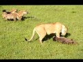 Lion vs Warthog vs Hyena