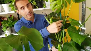 Cuidados de la planta COSTILLA DE ADÁN (Monstera deliciosa). TODO lo que necesitas saber.