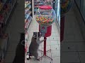 racoon and blue Jay steal gumballs from convenience store #racoons #bird #gumballmachine #gumball