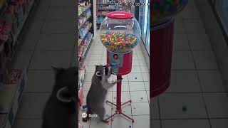 racoon and blue Jay steal gumballs from convenience store #racoons #bird #gumballmachine #gumball