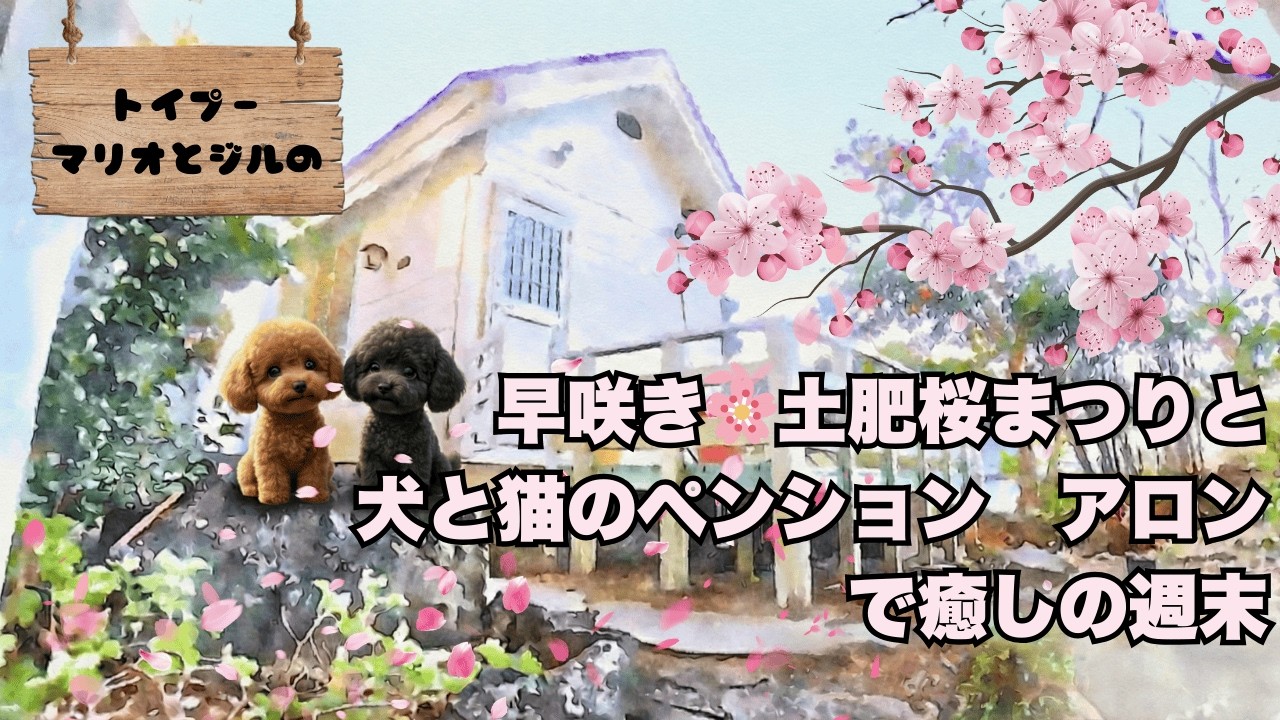 伊豆・土肥桜まつりと犬と猫のペンション・アロンでの癒しの週末