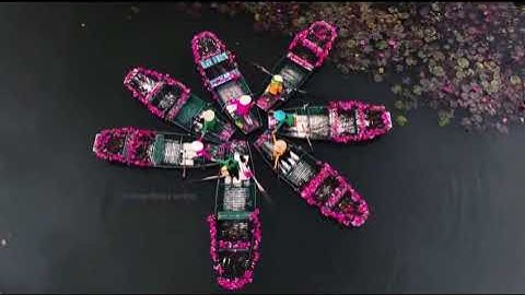 Tam Cốc   Mùa hoa súng