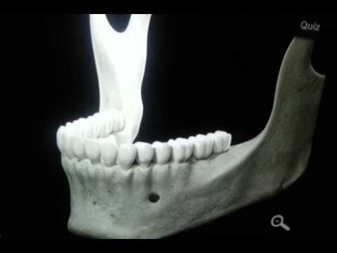 mandible bone 3d anatomy youtube mandible anatomy