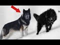 5 Razas De perros Que Parecen Lobos