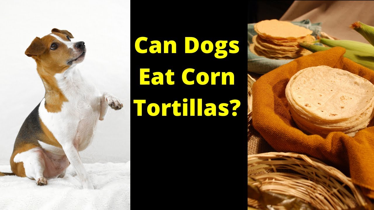 Can Dogs Eat Corn Tortillas?